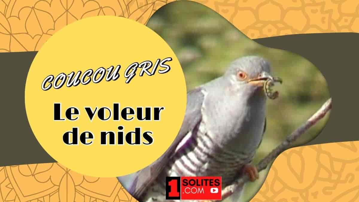 Coucou gris (Cuculus canorus), l'oiseau voleur de nid